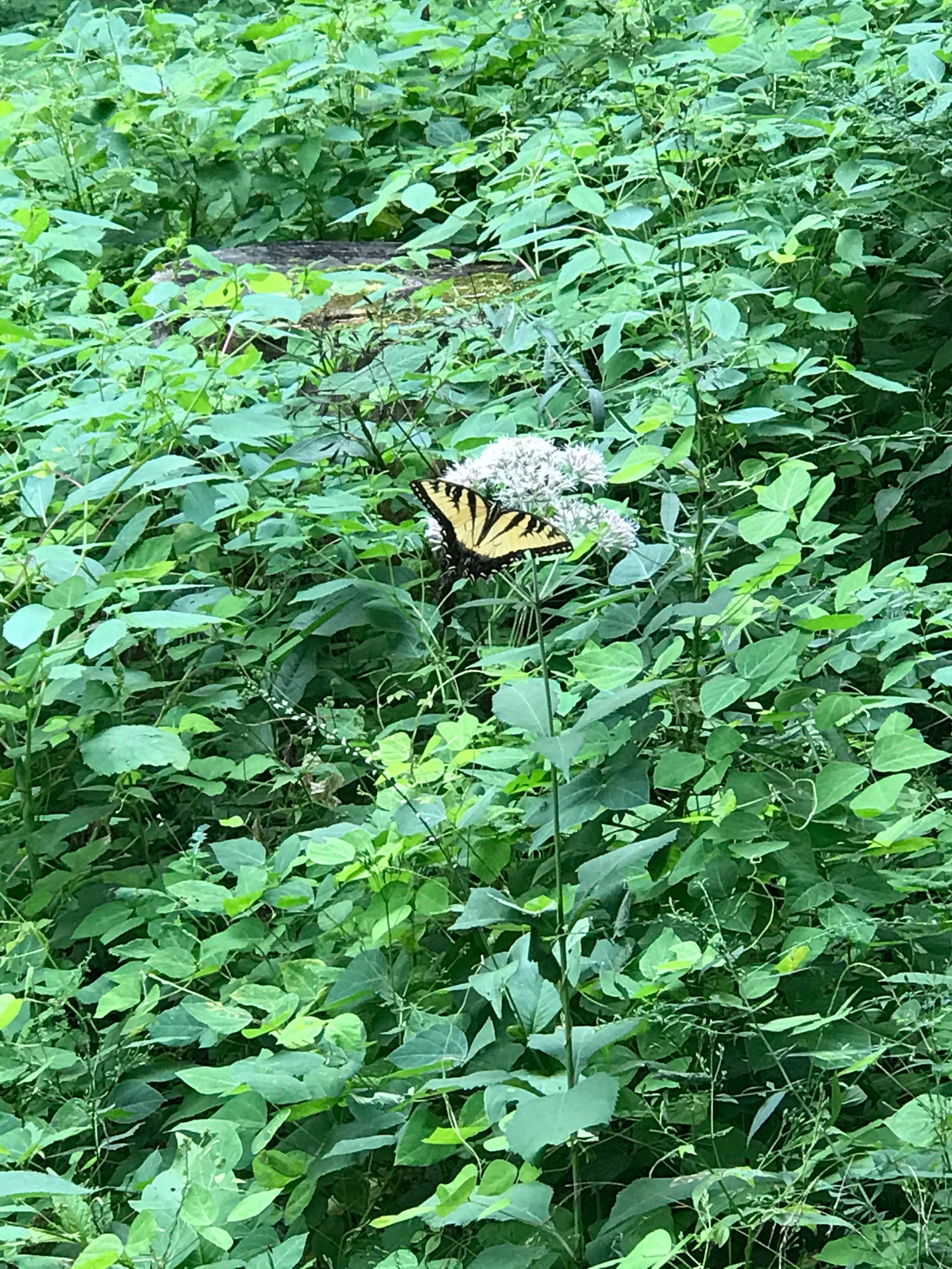 Maquoketa Caves State Park Campground