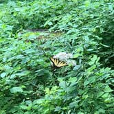 Review photo of Maquoketa Caves State Park Campground by Nancy B., August 4, 2020