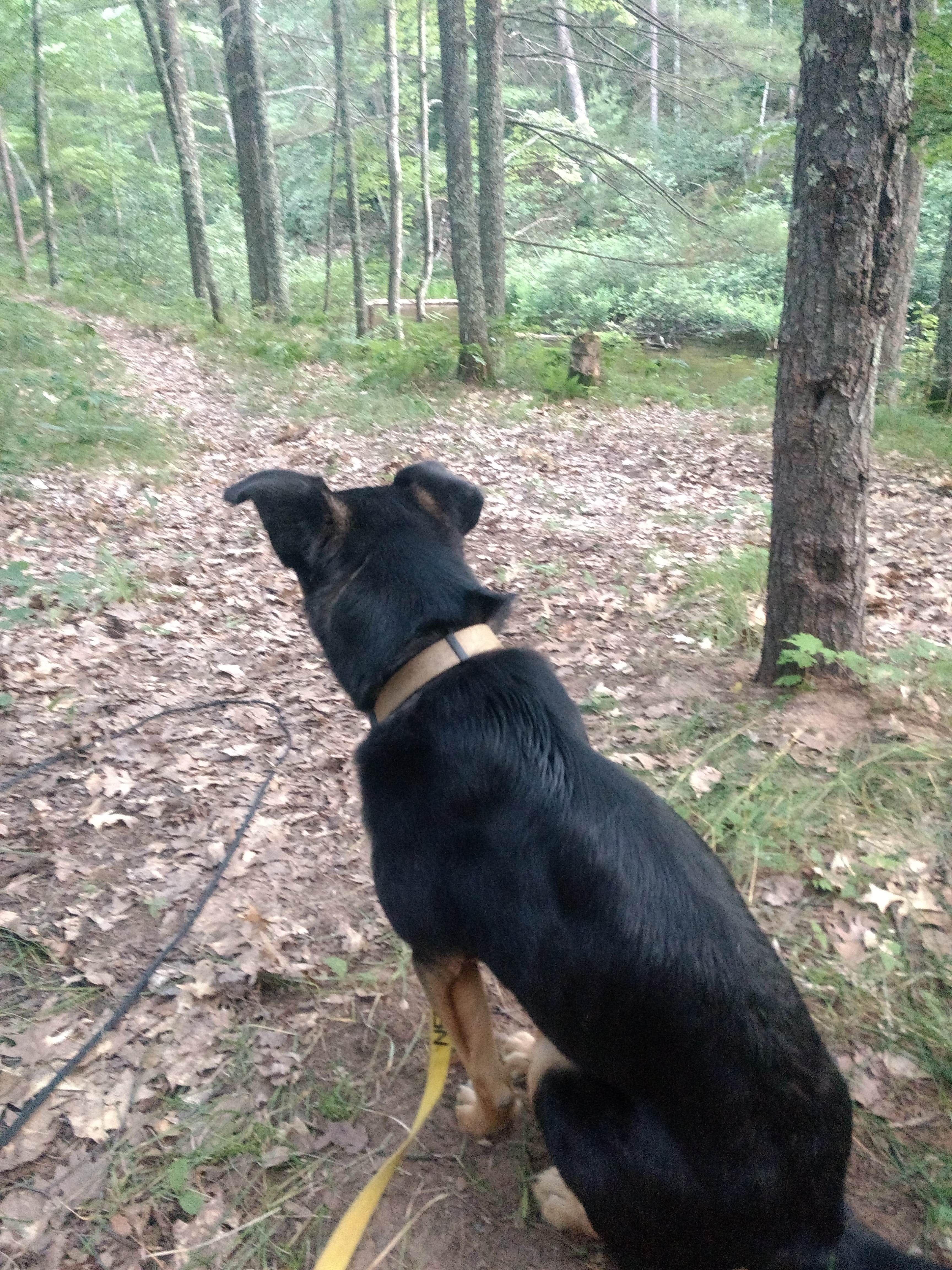 Camper submitted image from Plum Lake — Northern Highland State Forest - 1