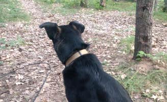 Melinda K.'s photo of camping with pets at Plum Lake — Northern Highland State Forest near Three Lakes, WI