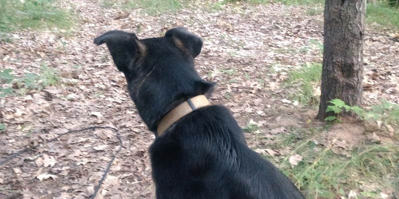 Camper submitted image from Plum Lake — Northern Highland State Forest