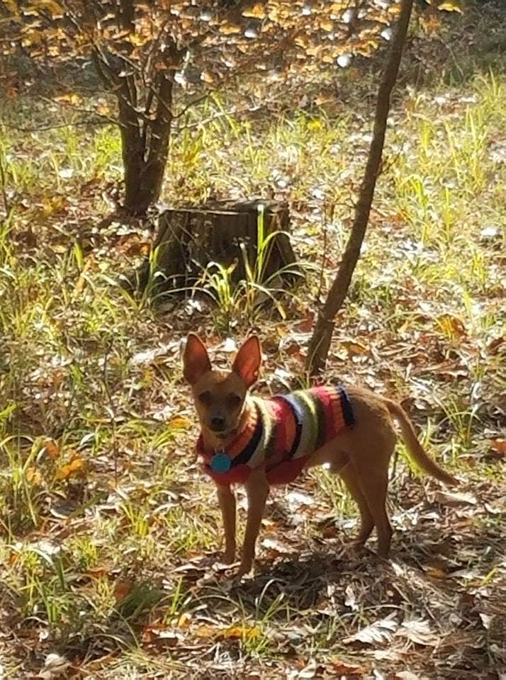 Deb B.'s photo of camping with pets at Cossatot Falls Campsites — Cossatot River State Park - Natural Area near Nashville, AR
