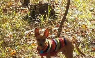 Deb B.'s photo of camping with pets at Cossatot Falls Campsites — Cossatot River State Park - Natural Area near Gillham, AR