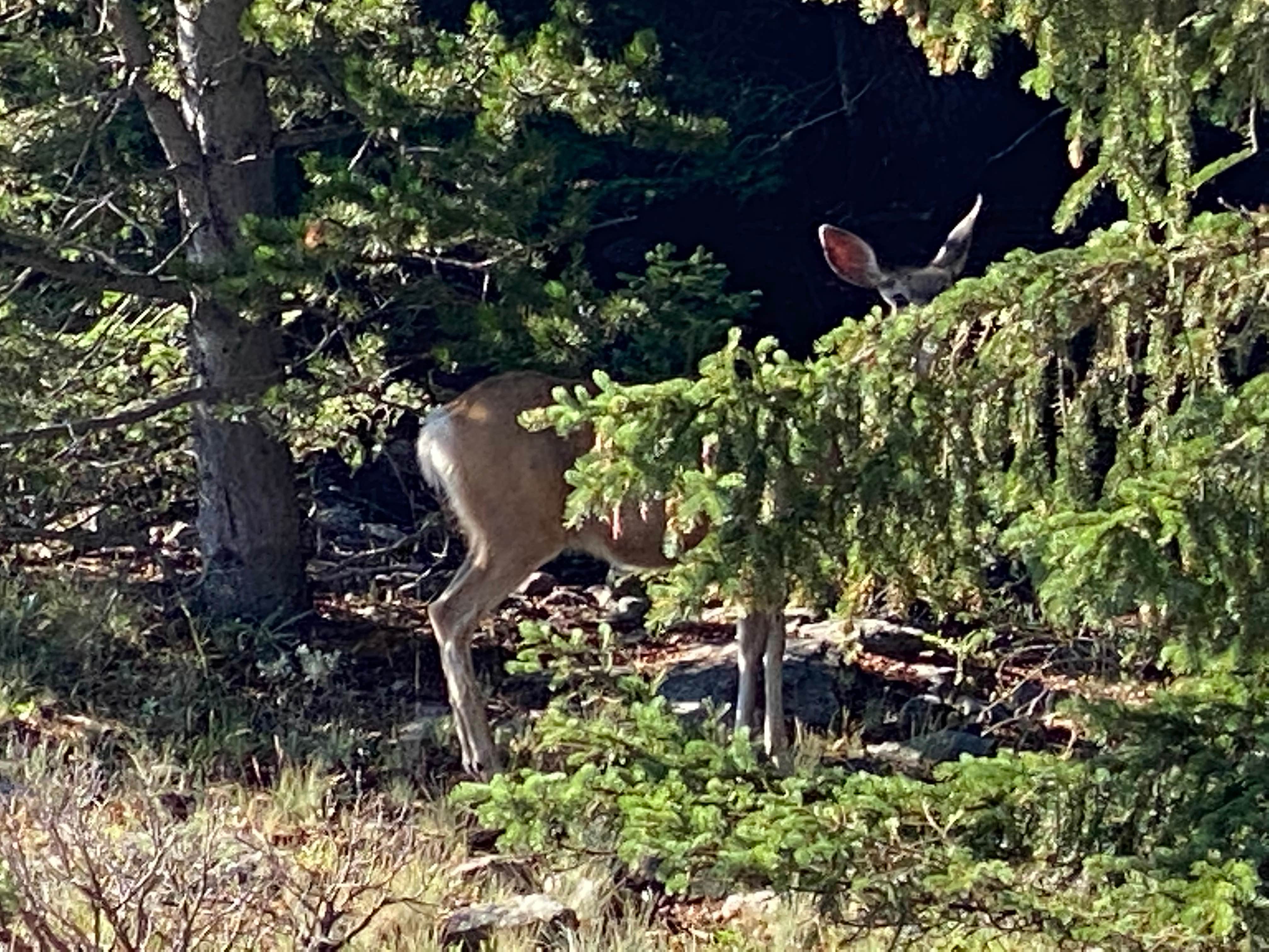 Camper submitted image from Buffalo Creek Campground - 5