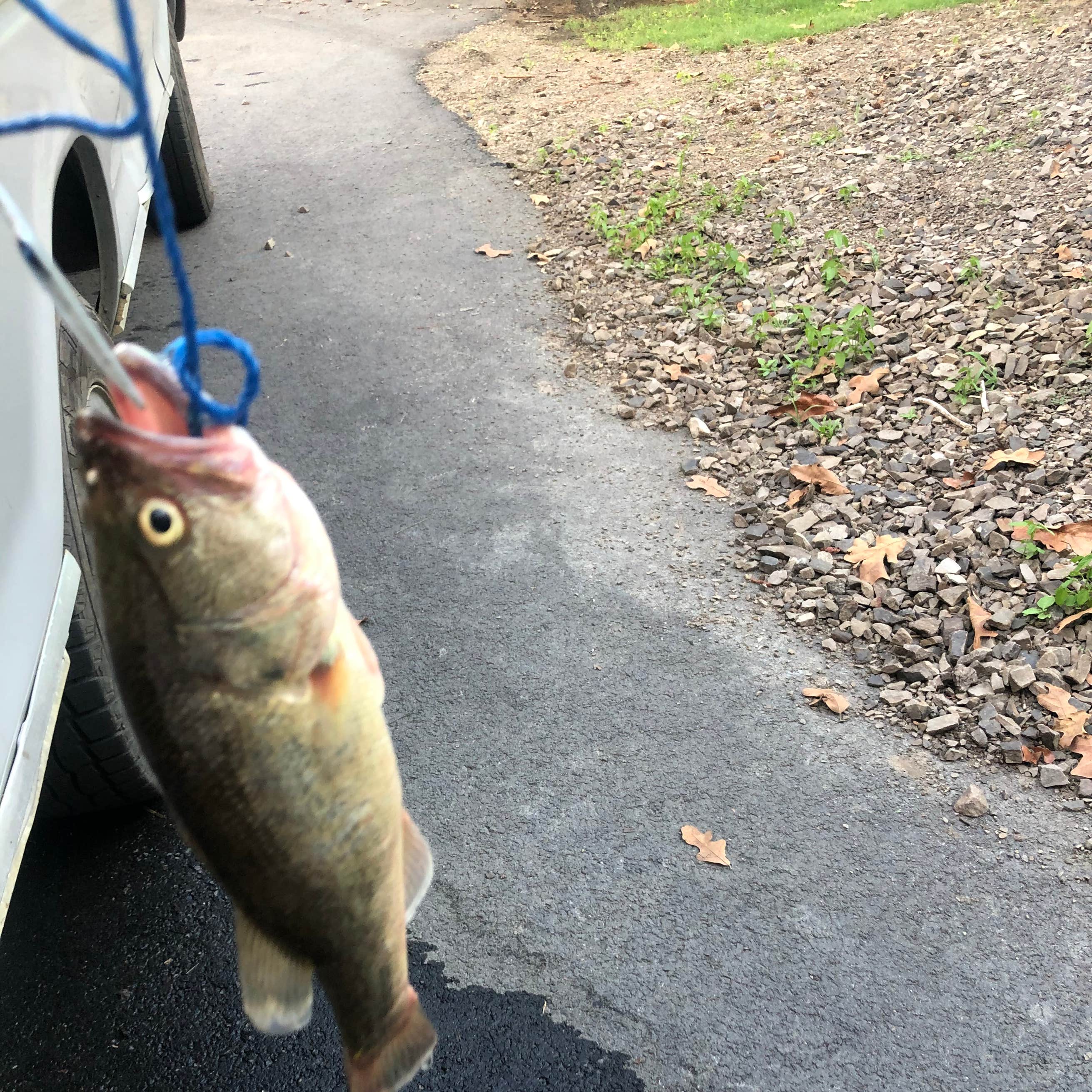 Waveland Park Camping The Dyrt