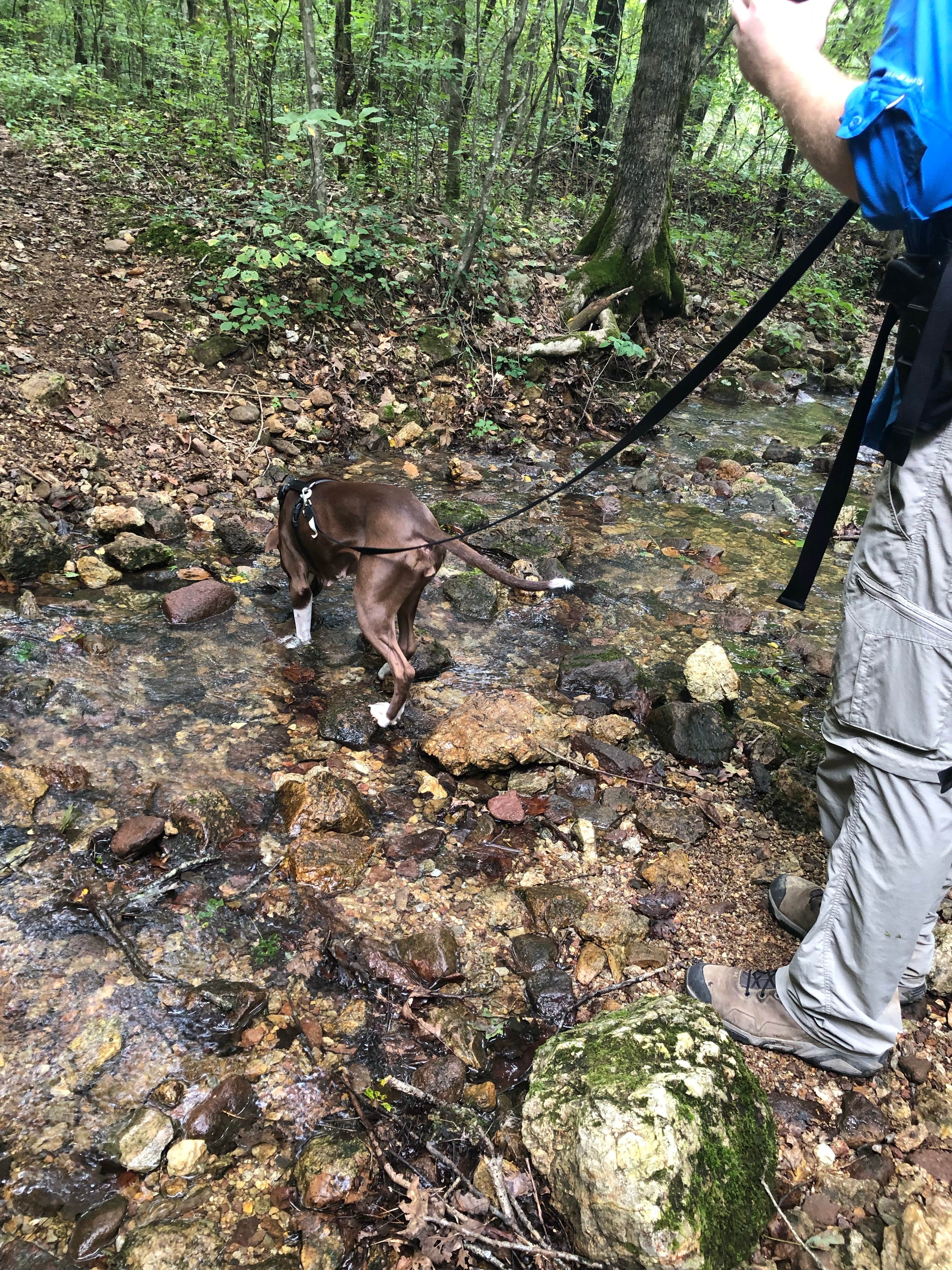 Camper-submitted photo at Bell Mountain Wilderness Area near Black, MO