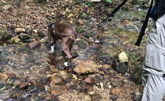 Kelsie L.'s photo of camping with pets at Bell Mountain Wilderness Area near Pilot Knob, MO