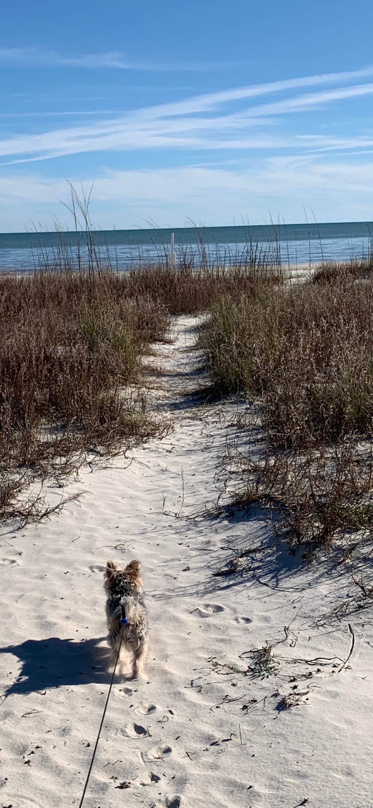 Justin C.'s photo of camping with pets at Gulf Front @ the Cape near Apalachicola, FL