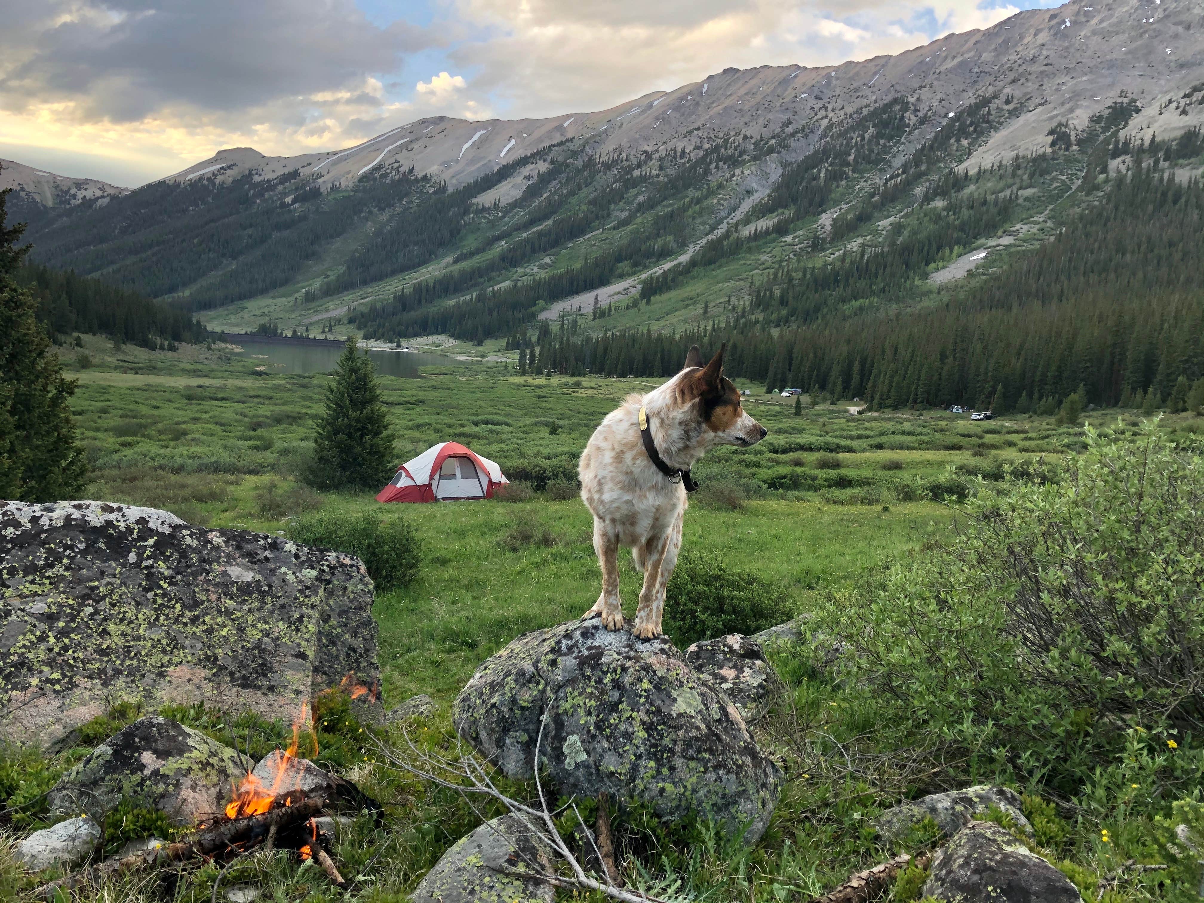 Isabelle K.'s photo of a dispersed camping area at Lincoln Creek Dispersed Campground near Meredith, CO