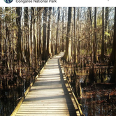 Review photo of Longleaf Campground — Congaree National Park by Tara M., April 17, 2018