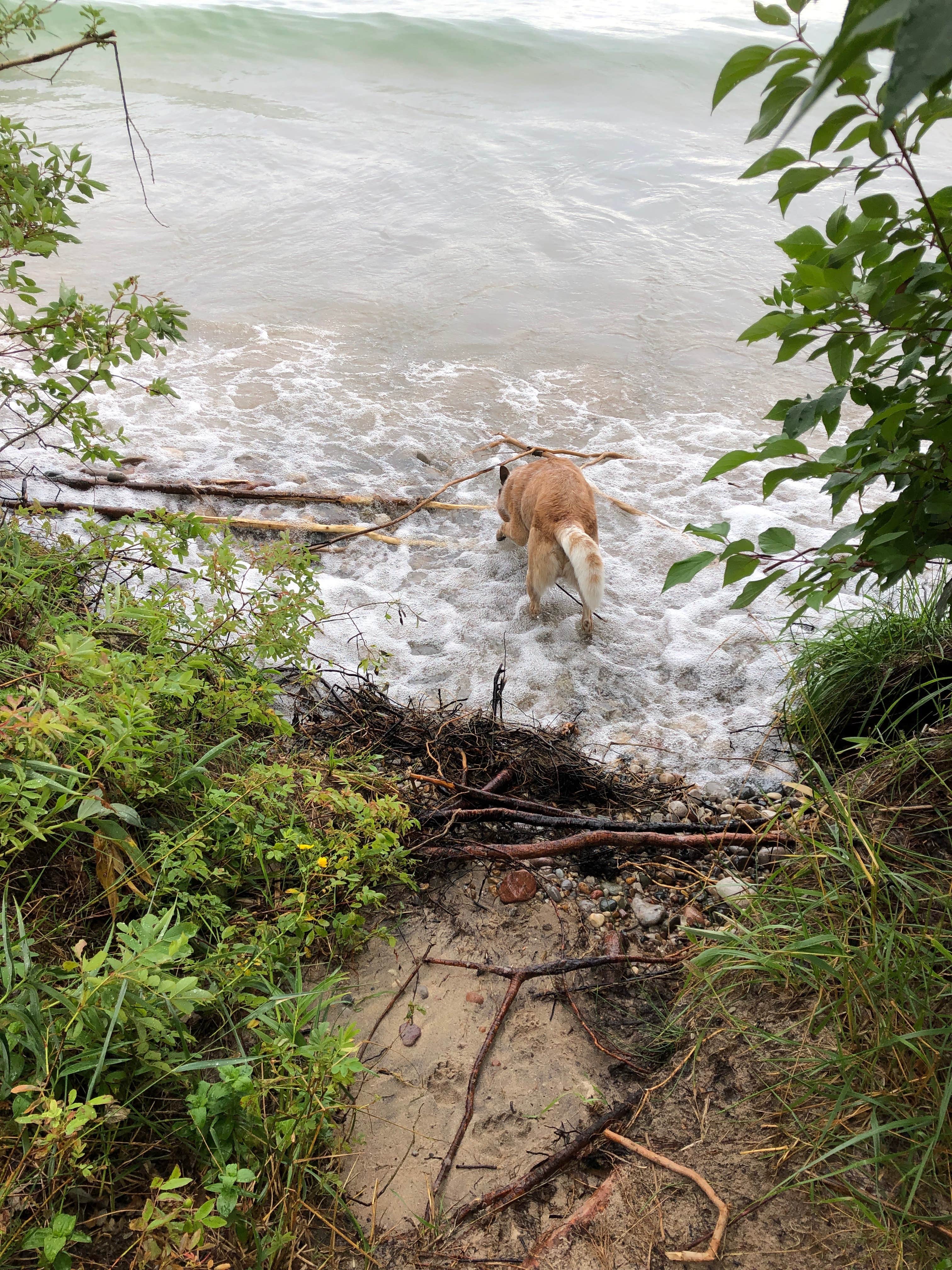 Sam W.'s photo of camping with pets at Harrisville State Park Campground near Curran, MI