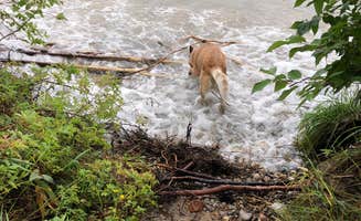 Sam W.'s photo of camping with pets at Harrisville State Park Campground near Oscoda, MI