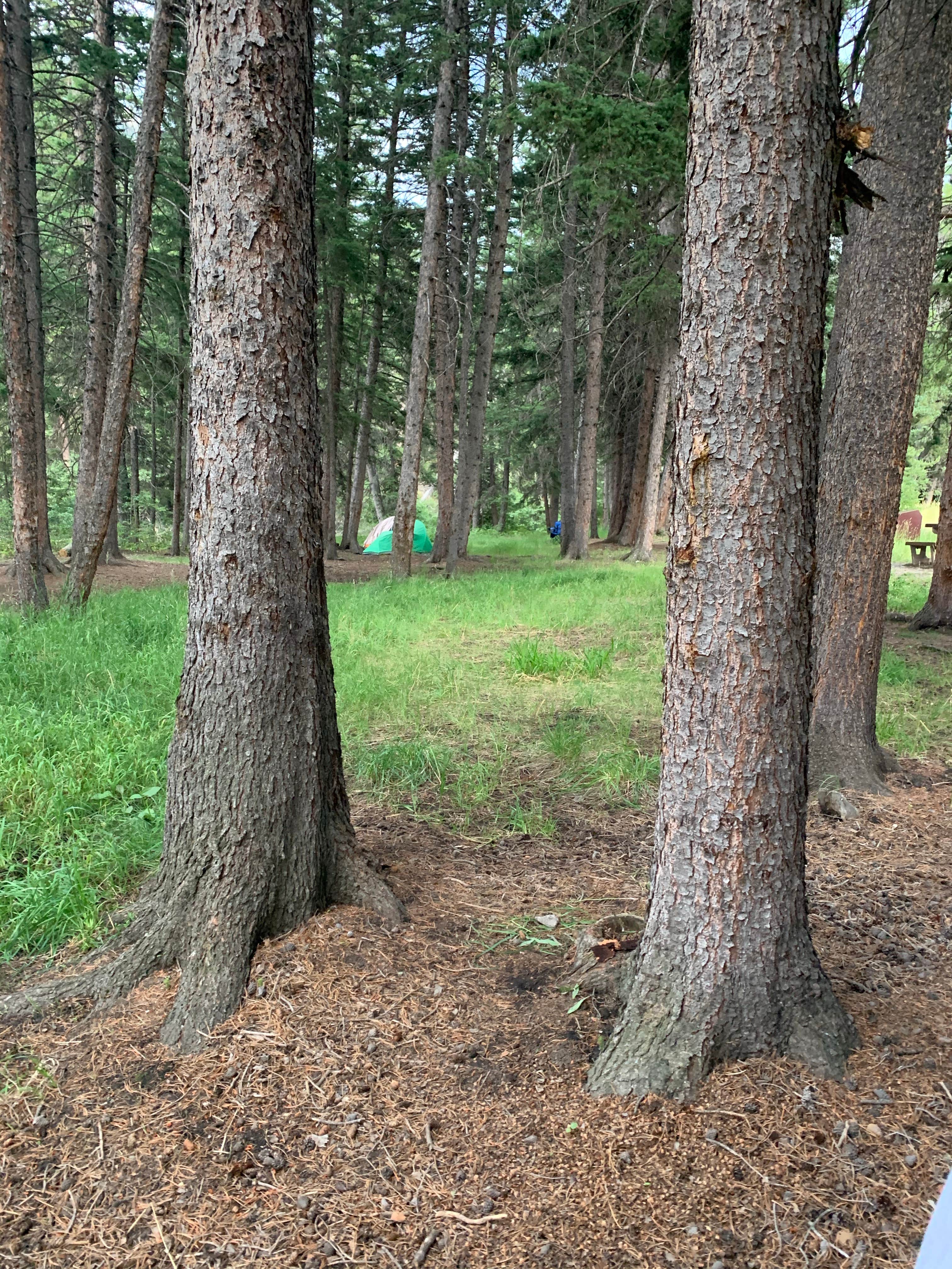 Camper-submitted photo at Falls Creek near Livingston, MT
