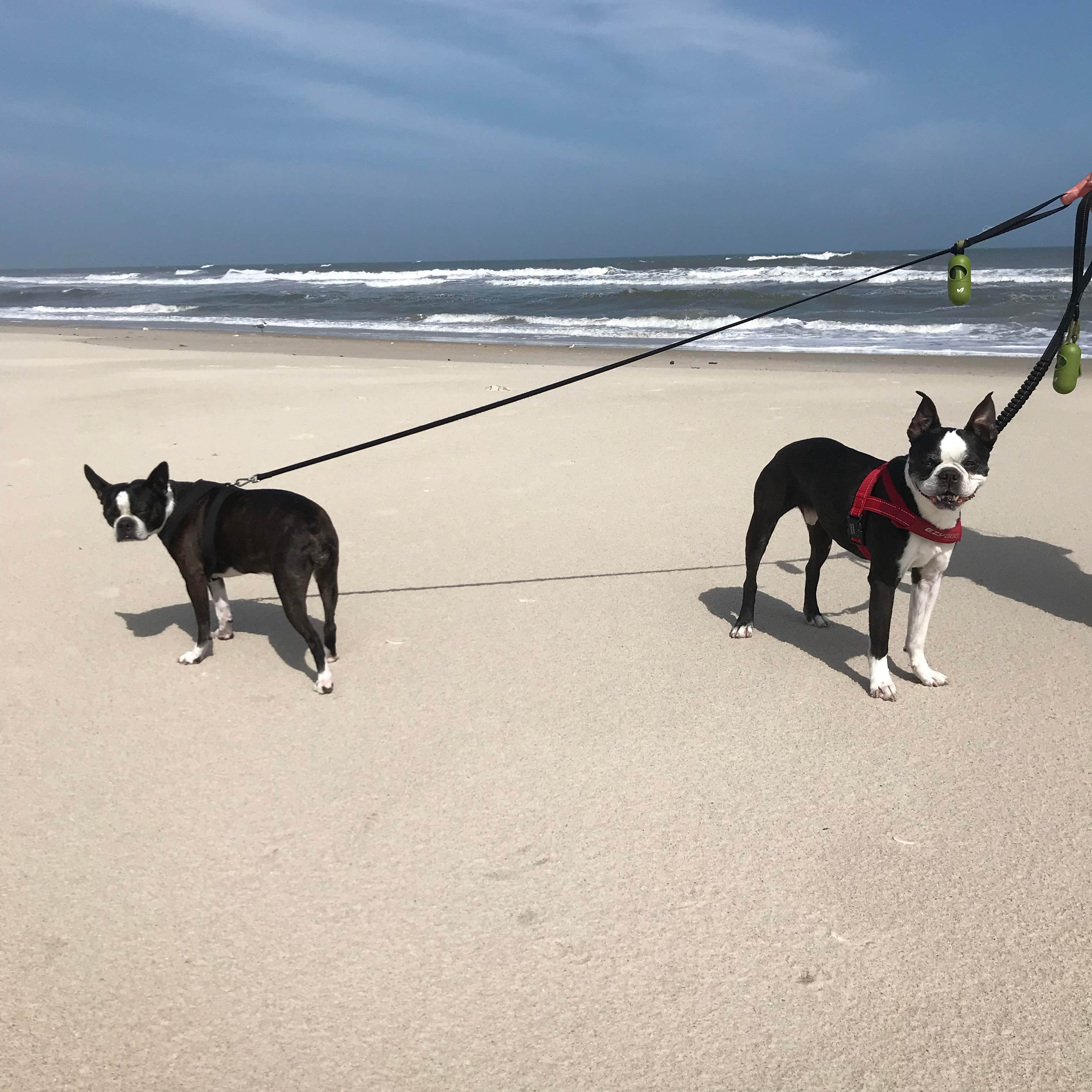 Sarah G.'s photo of camping with pets at Great Island Cabin Camp — Cape Lookout National Seashore near Gloucester, NC
