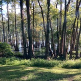 Review photo of Horseshoe Lake in Alexander County by Alison S., August 6, 2020