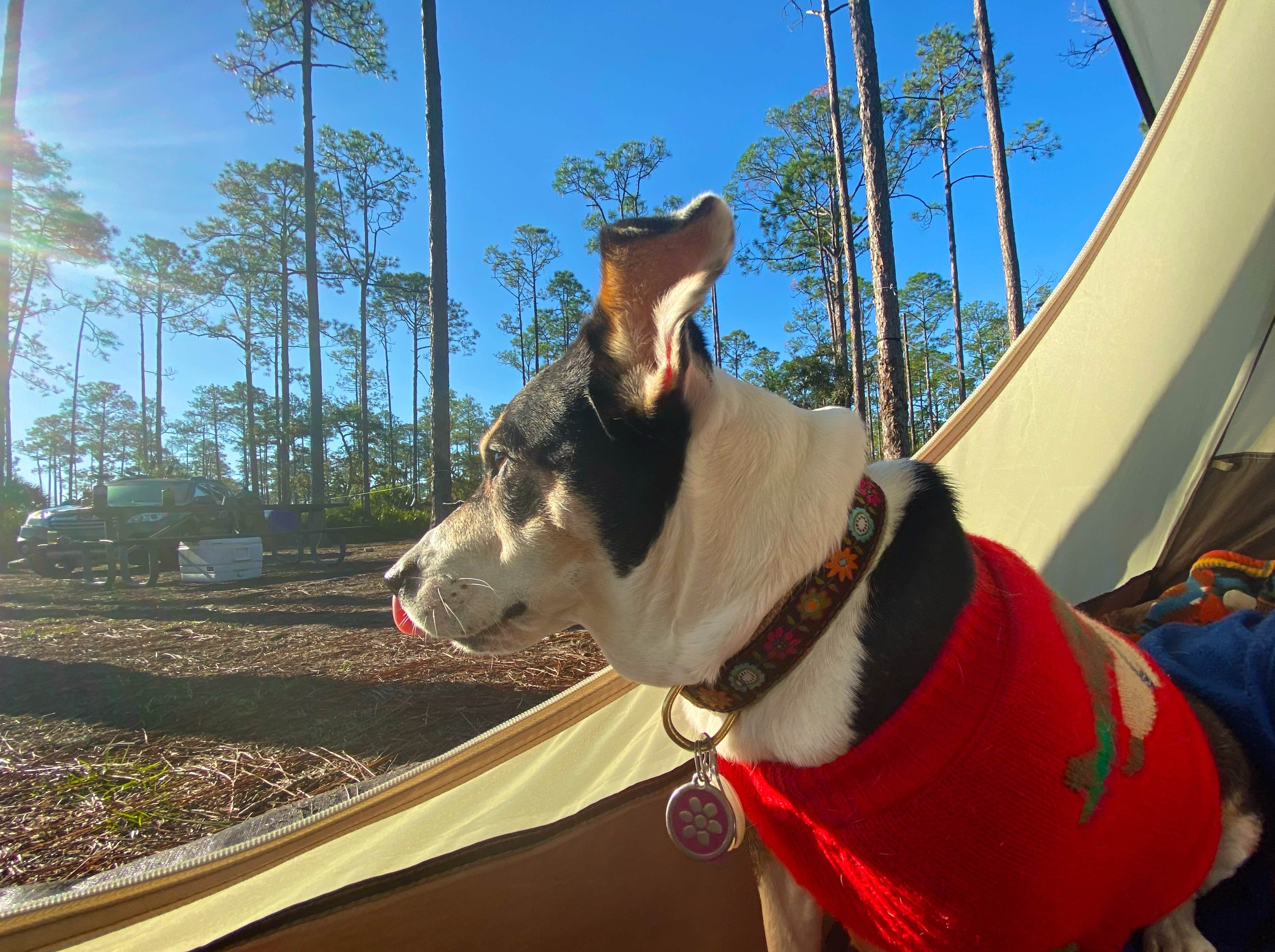 Scott S.'s photo of camping with pets at Princess Place Preserve near Ormond Beach, FL