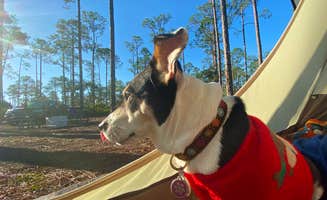 Scott S.'s photo of camping with pets at Princess Place Preserve near Palm Coast, FL