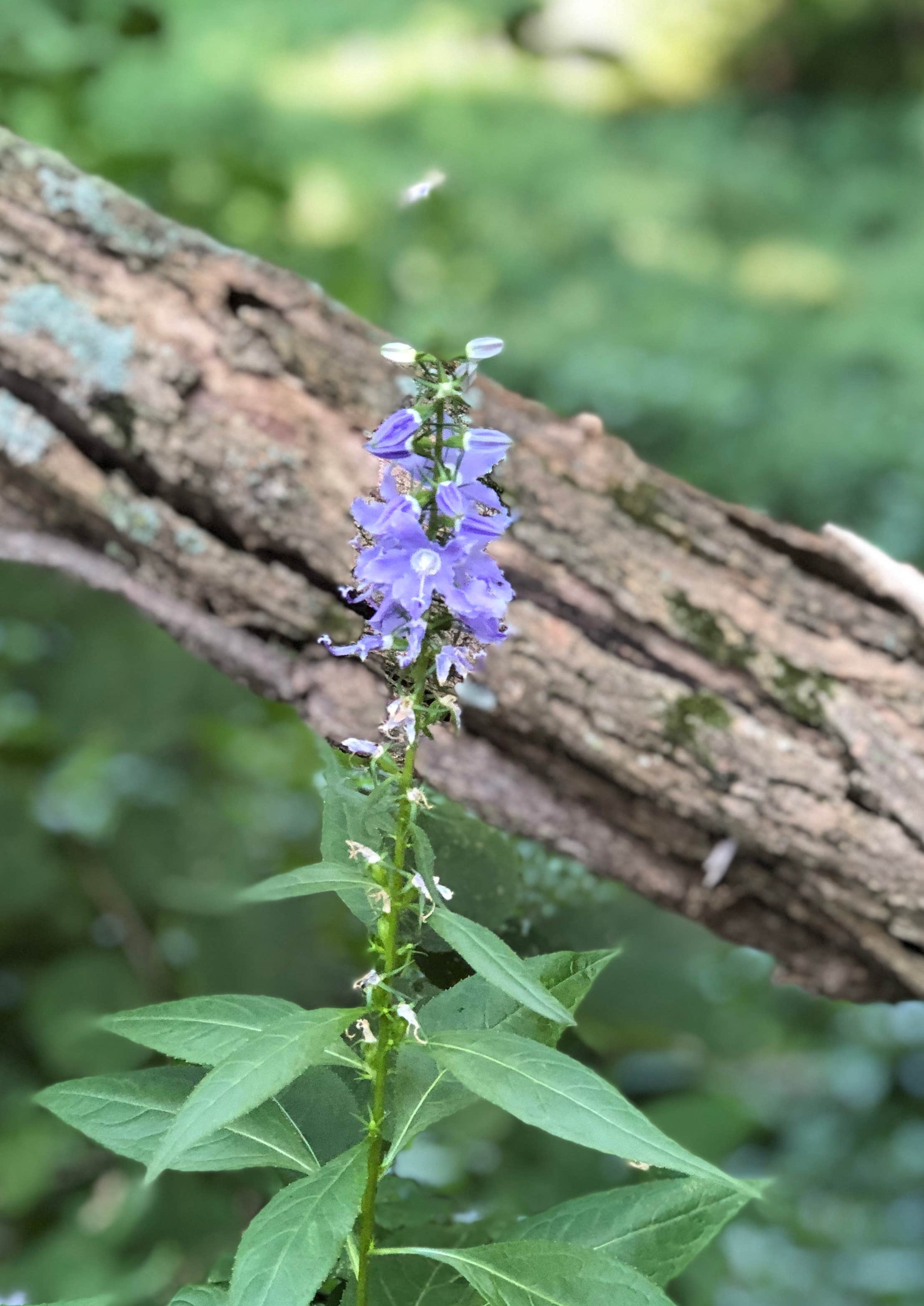 Camper-submitted photo at Stone State Park Campground near Hubbard, NE