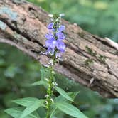 Review photo of Stone State Park Campground by Lee D., August 6, 2020