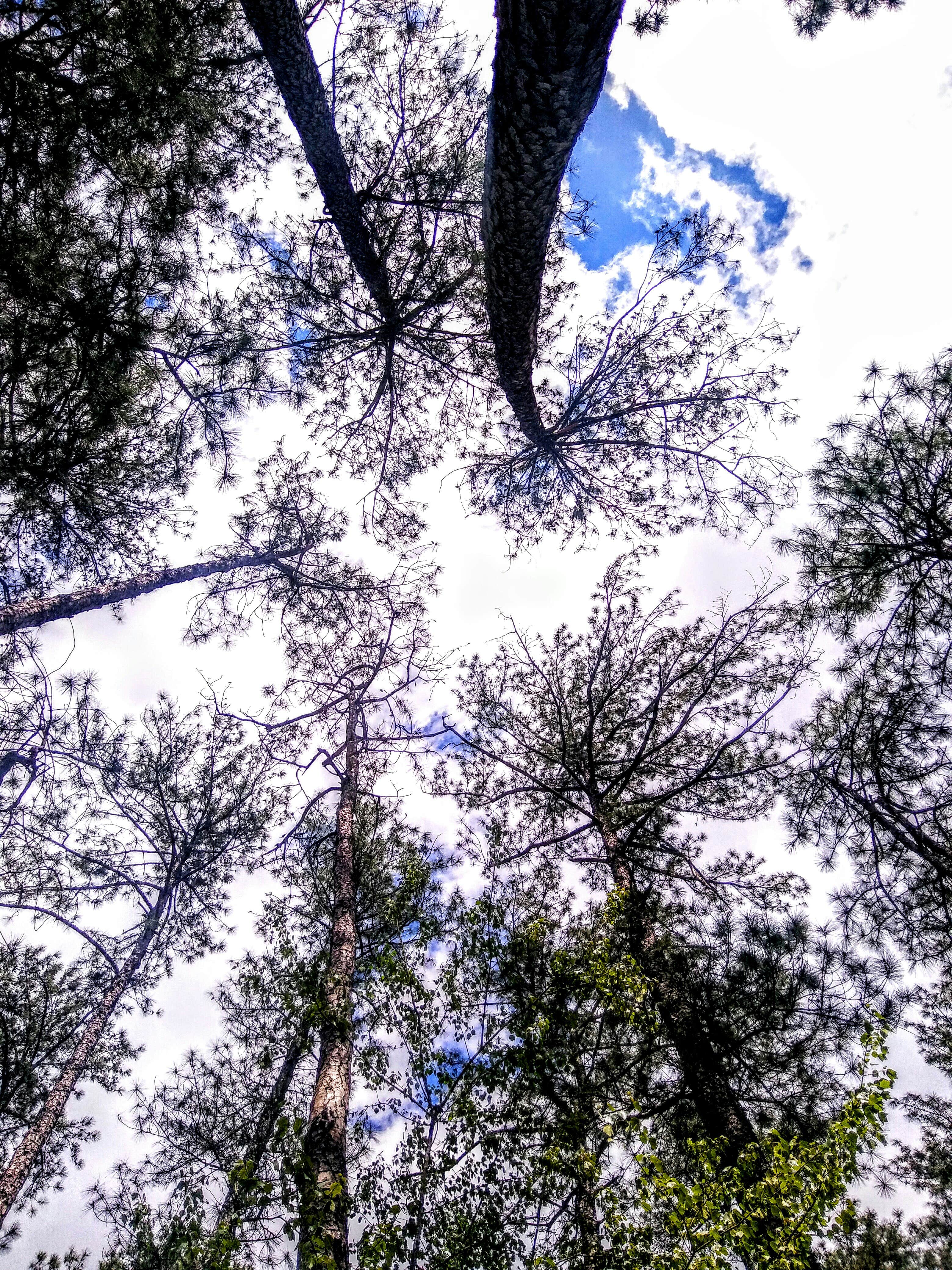 Camper-submitted photo at Sesquicentennial State Park Campground near West Columbia, SC