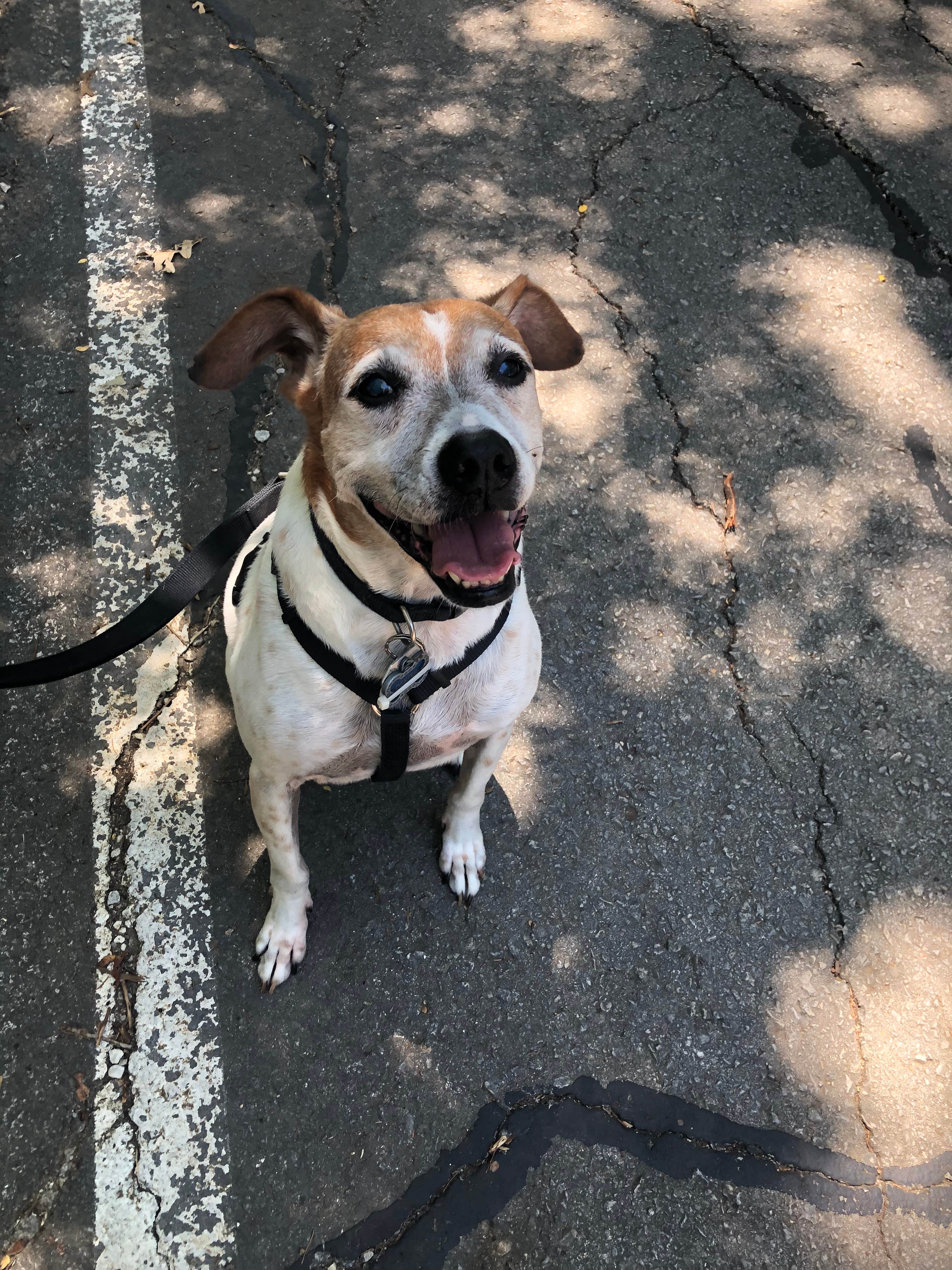 Becky P.'s photo of camping with pets at Loyd Park near Benbrook Lake