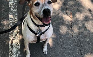 Becky P.'s photo of camping with pets at Loyd Park near Benbrook Lake