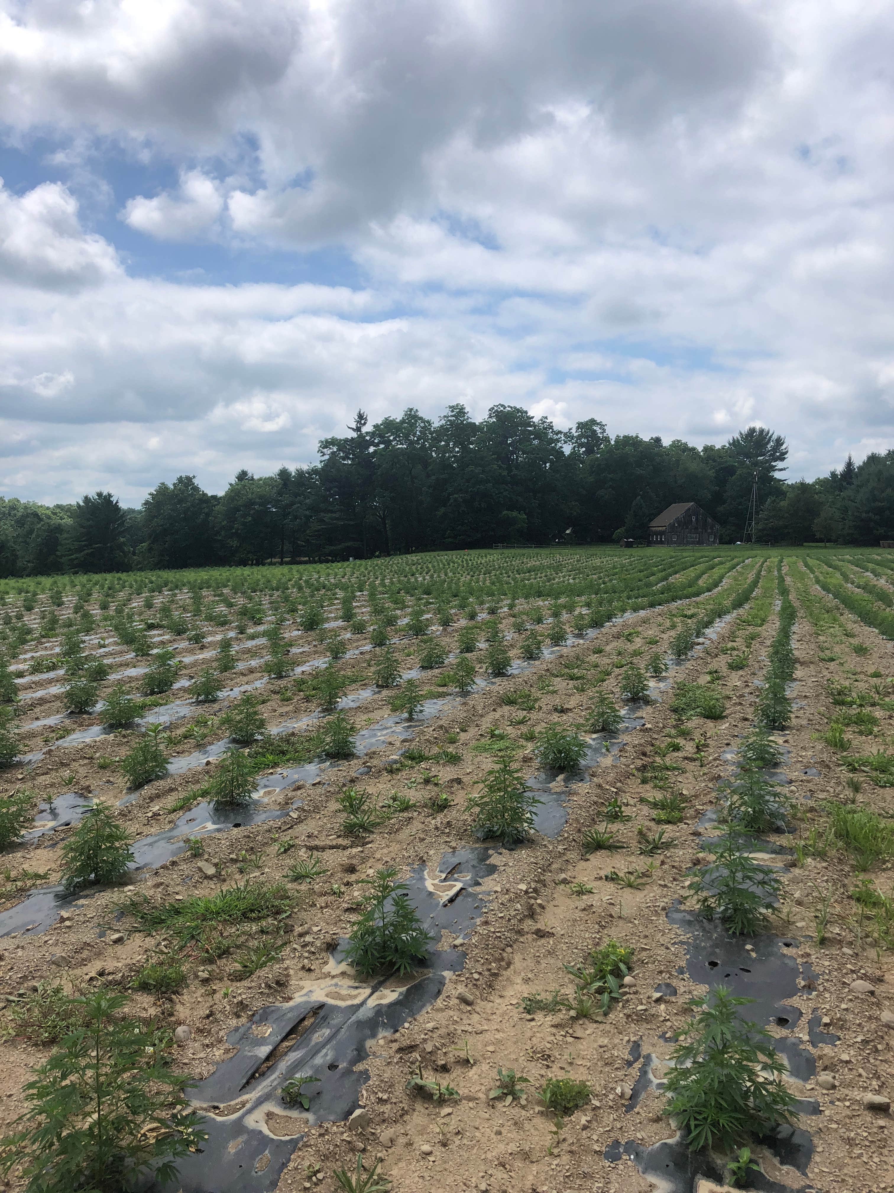 Camper-submitted photo at Historic Hudson Valley Riverside Hemp Farm near Glenham, NY