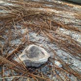 Review photo of Dr. Julian G. Bruce St. George Island State Park Campground by Brandie B., August 7, 2020