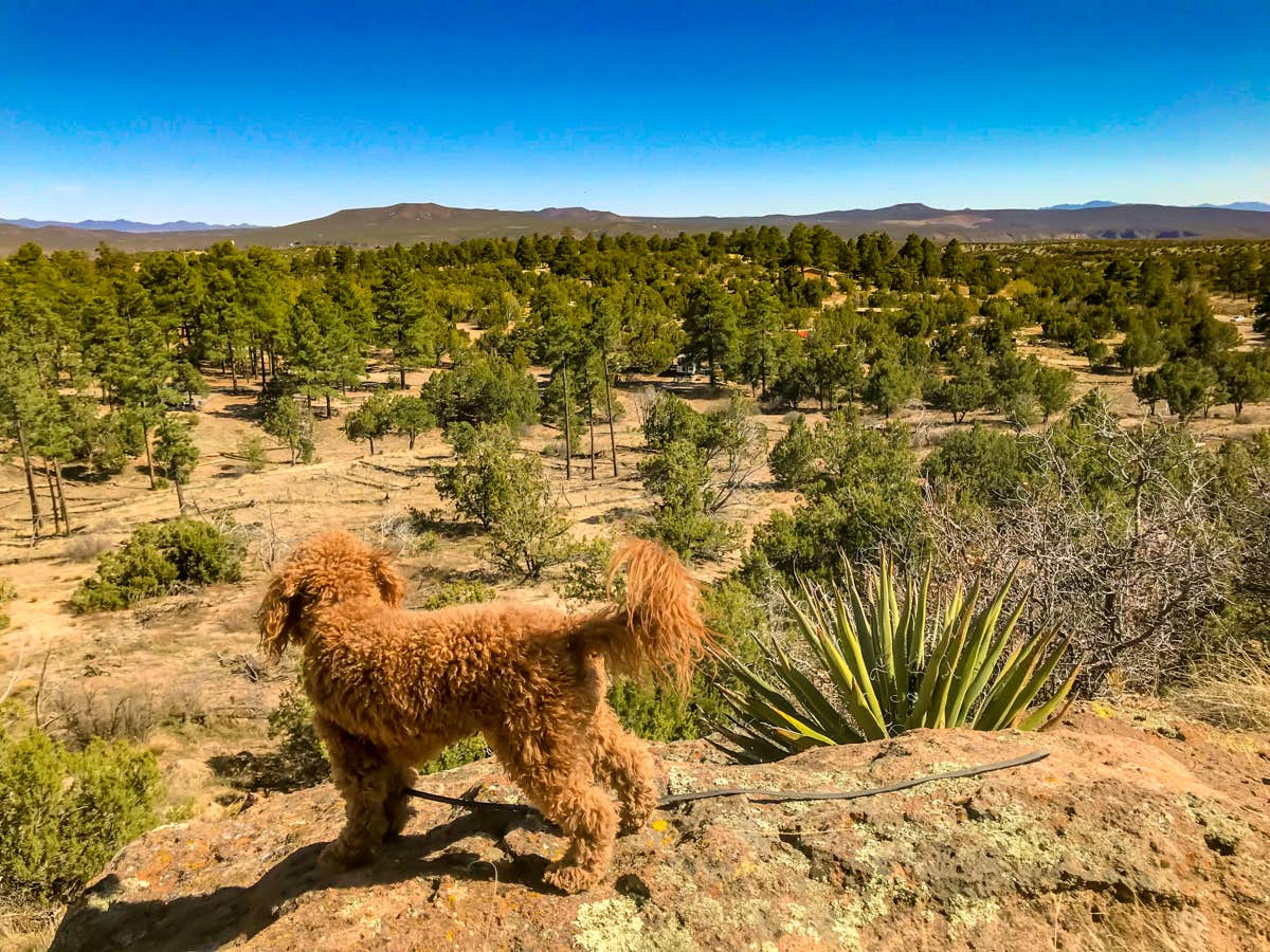 Heather Y.'s photo of camping with pets at Juniper Family Campground — Bandelier National Monument near Santa Fe National Forest