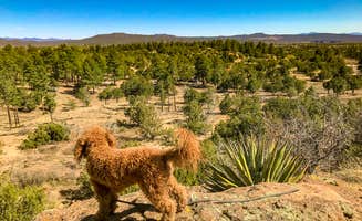 Heather Y.'s photo of camping with pets at Juniper Family Campground — Bandelier National Monument near Santa Fe, NM