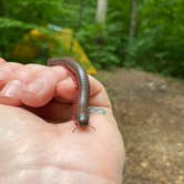 Review photo of Quaker Area — Allegany State Park State Park by Laura Nicole A., August 7, 2020