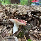 Review photo of Quaker Area — Allegany State Park State Park by Laura Nicole A., August 7, 2020