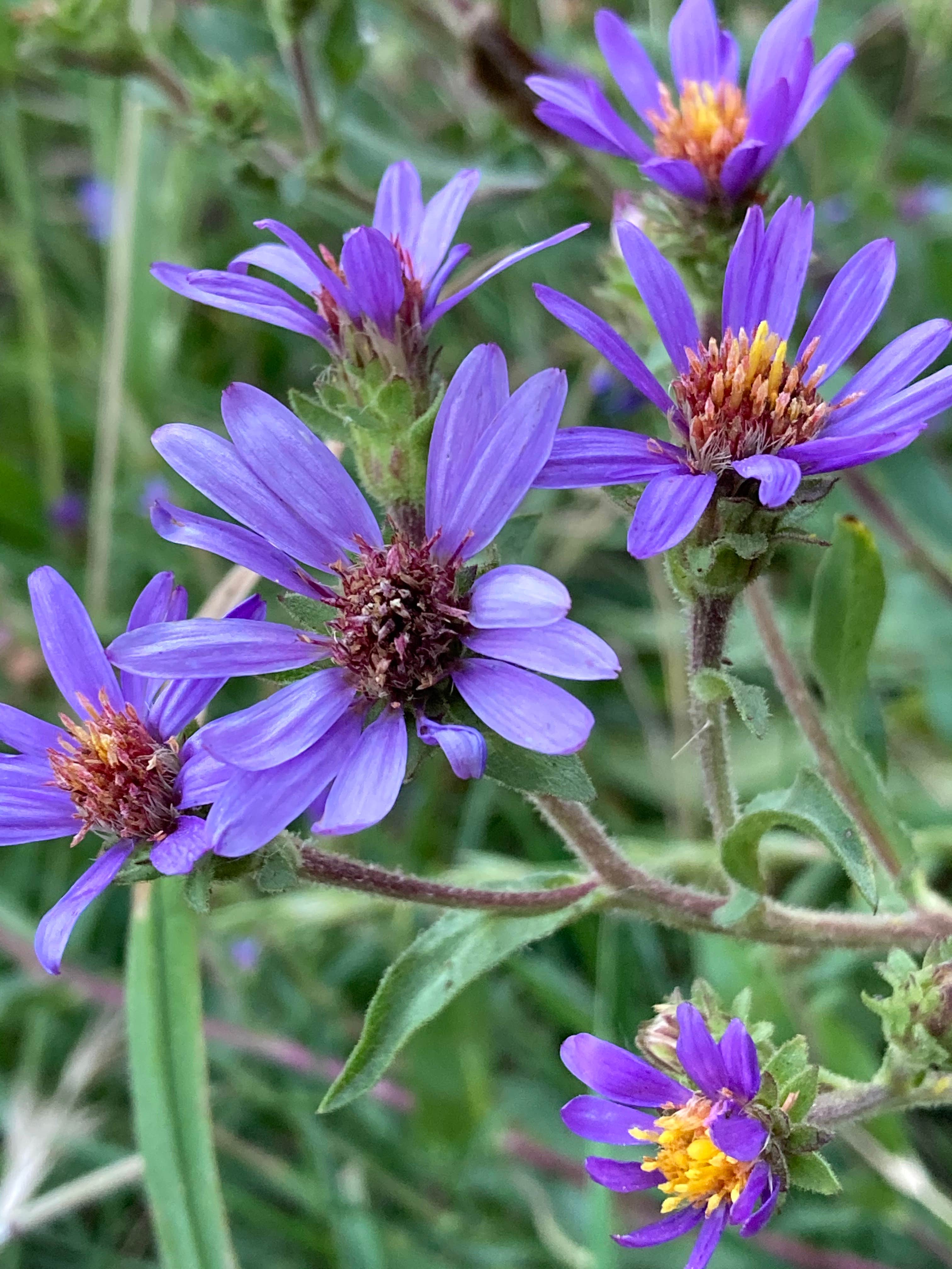 Camper-submitted photo at Targhee Creek near Macks Inn, ID