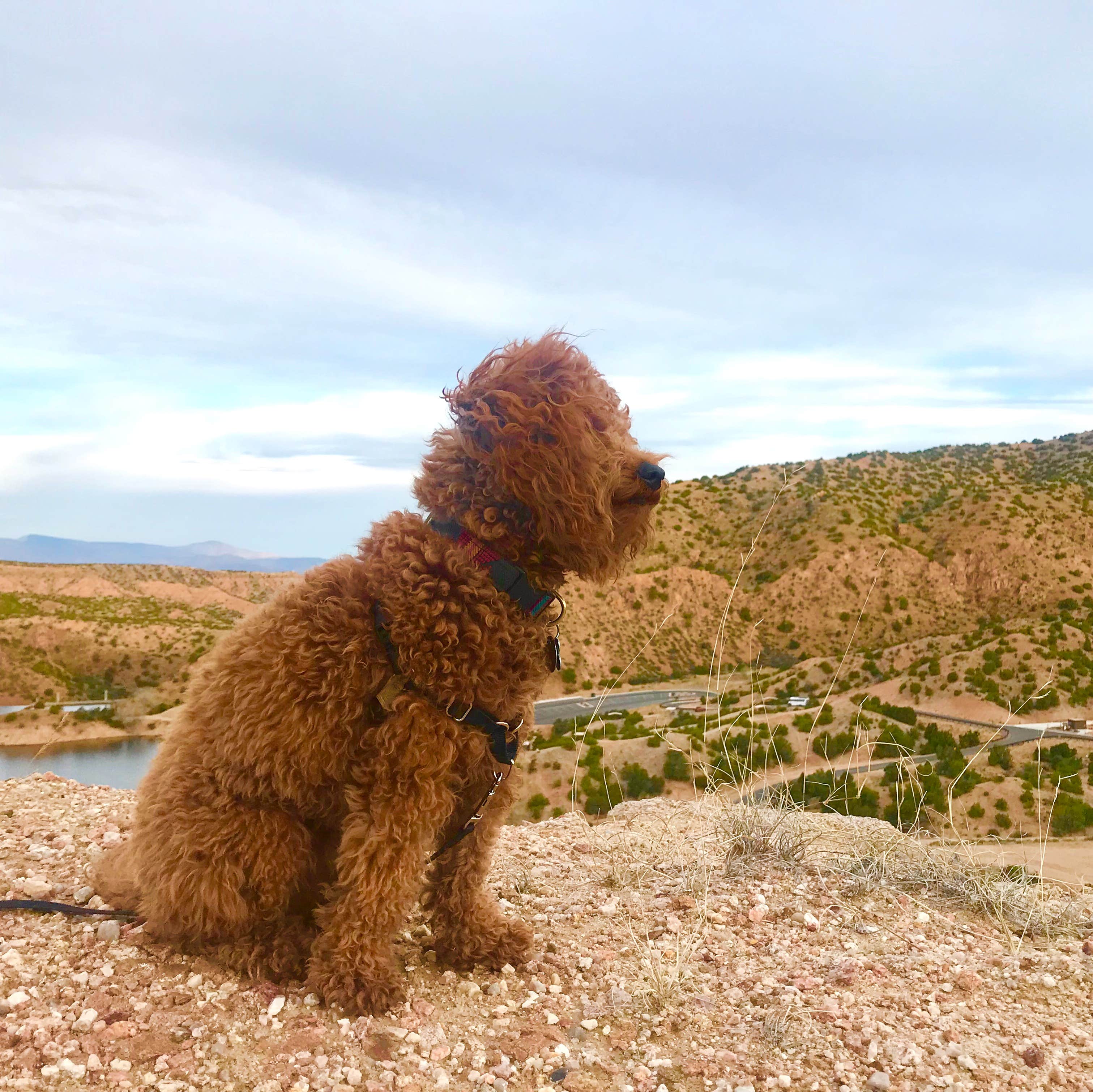 Heather Y.'s photo of camping with pets at North Shore Campground at Santa Cruz Lake - CLOSED near Tererro, NM