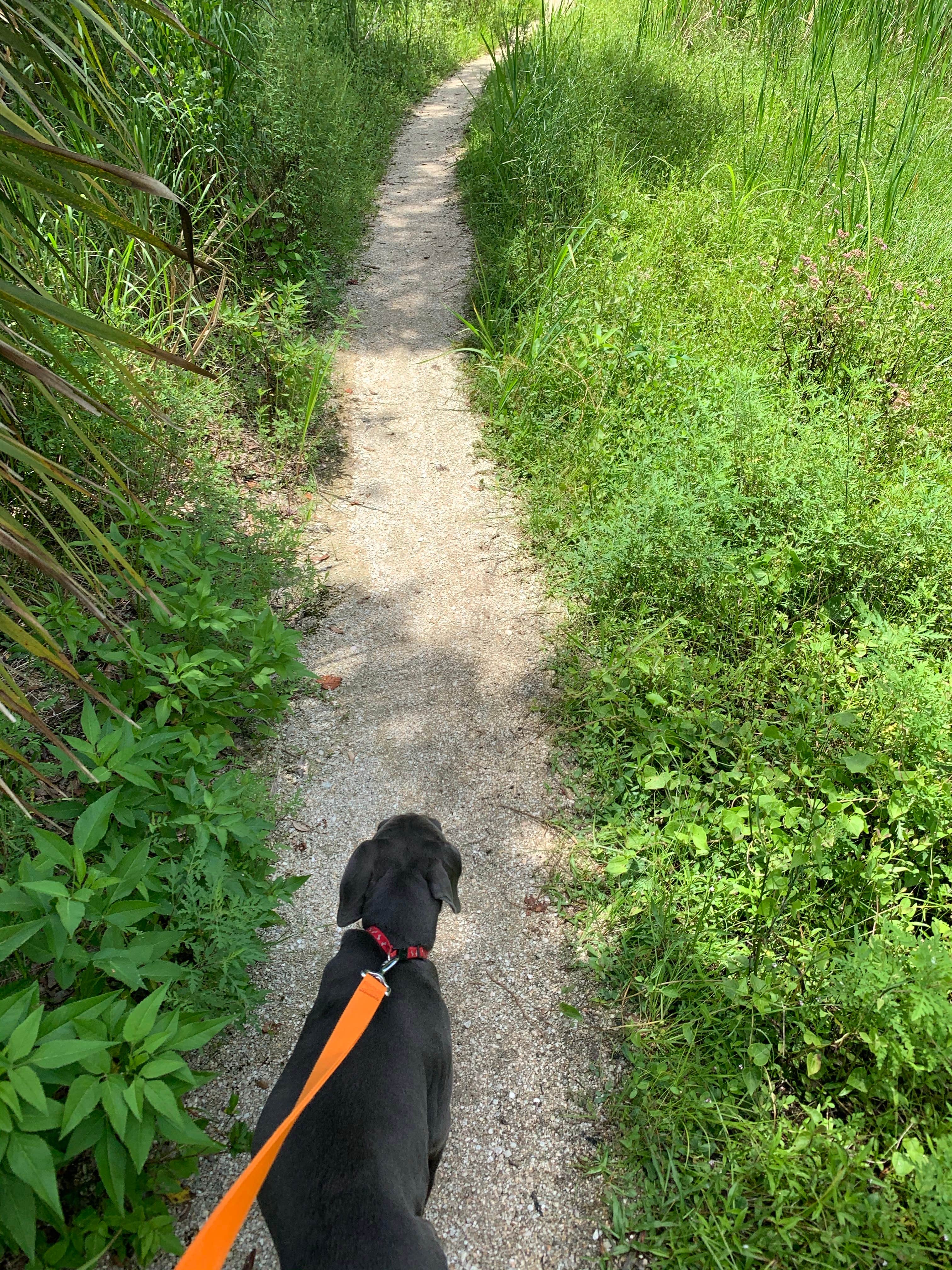 Asia + Jalen B.'s photo of camping with pets at Anastasia State Park Campground in Florida