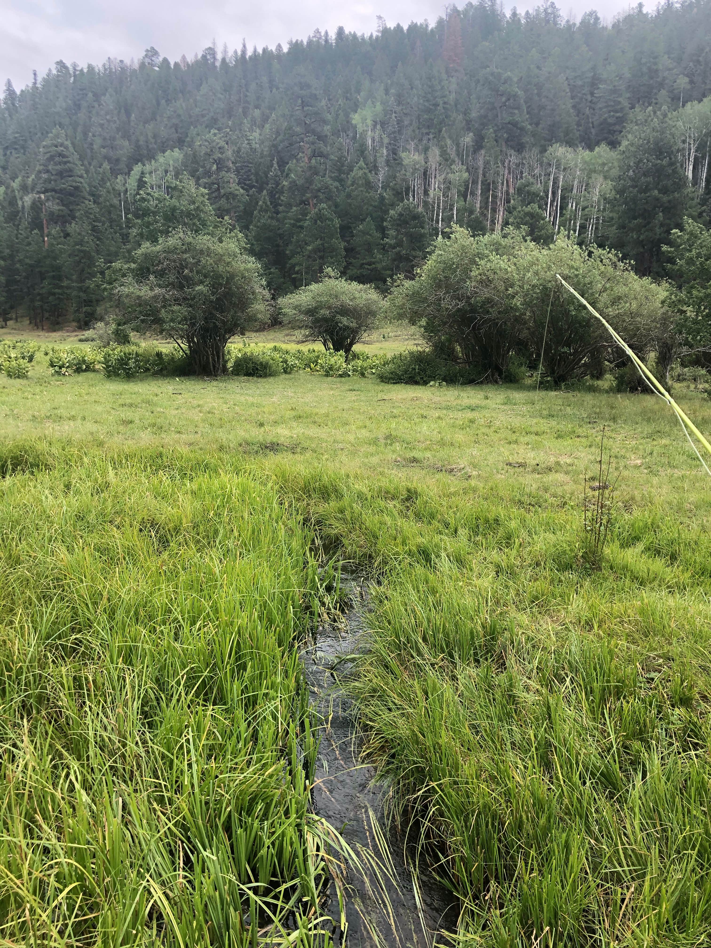 Camper-submitted photo at Calaveras Canyon near Jemez Springs, NM
