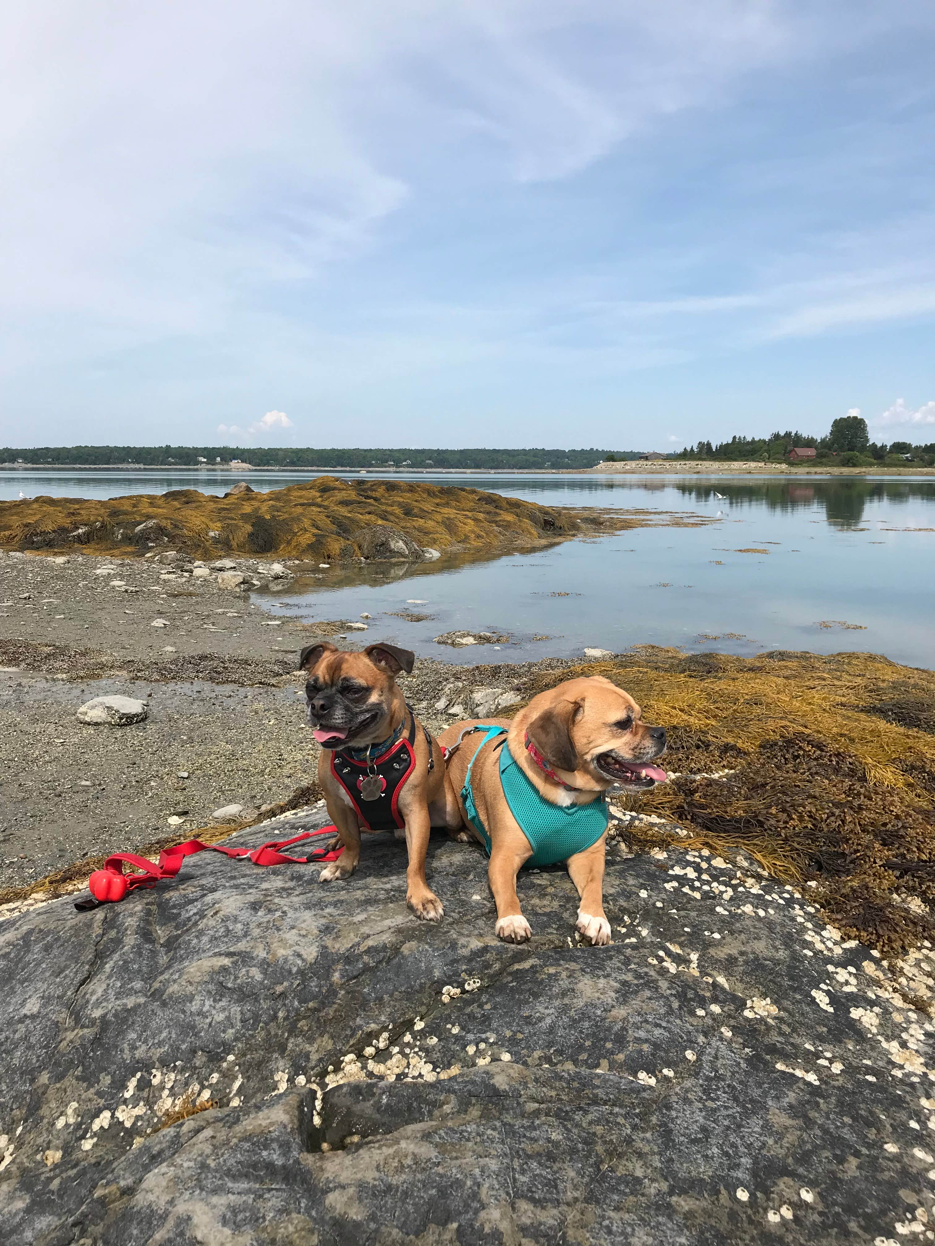 Justin F.'s photo of camping with pets at Bar Harbor/Oceanside KOA in Maine