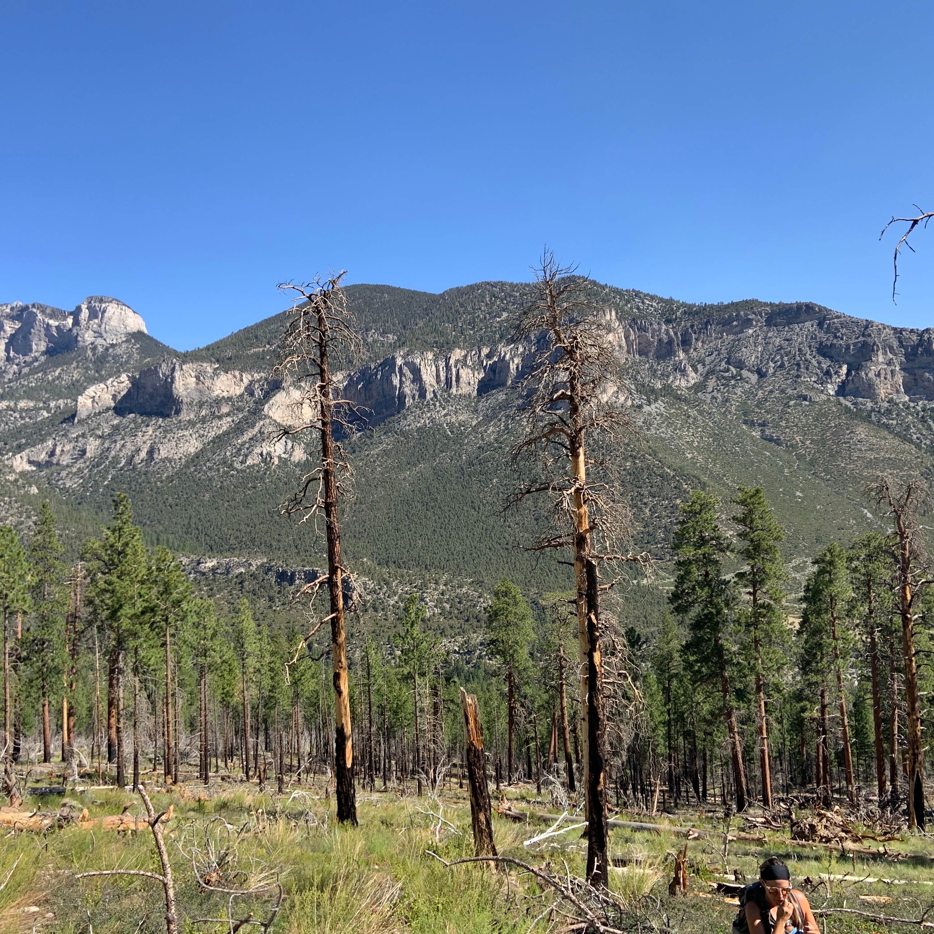 Escape to the Pines: Your Guide to Nevada's Kyle Canyon Campground