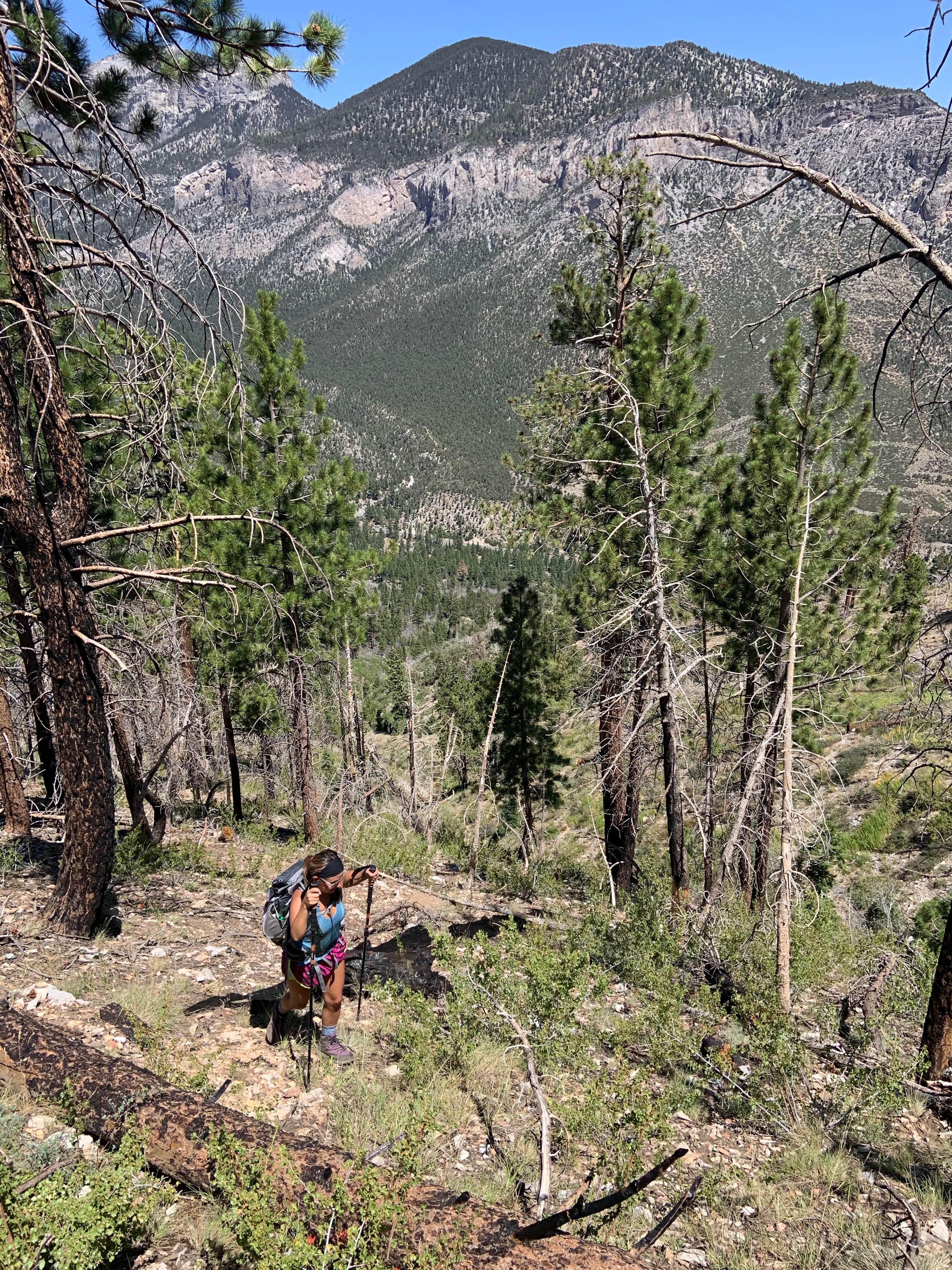 Camper submitted image from Kyle Canyon Campground - 5