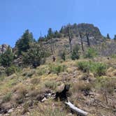 Review photo of Kyle Canyon Campground by Andrew J., August 7, 2020