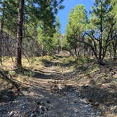 Review photo of Kyle Canyon Campground by Andrew J., August 7, 2020