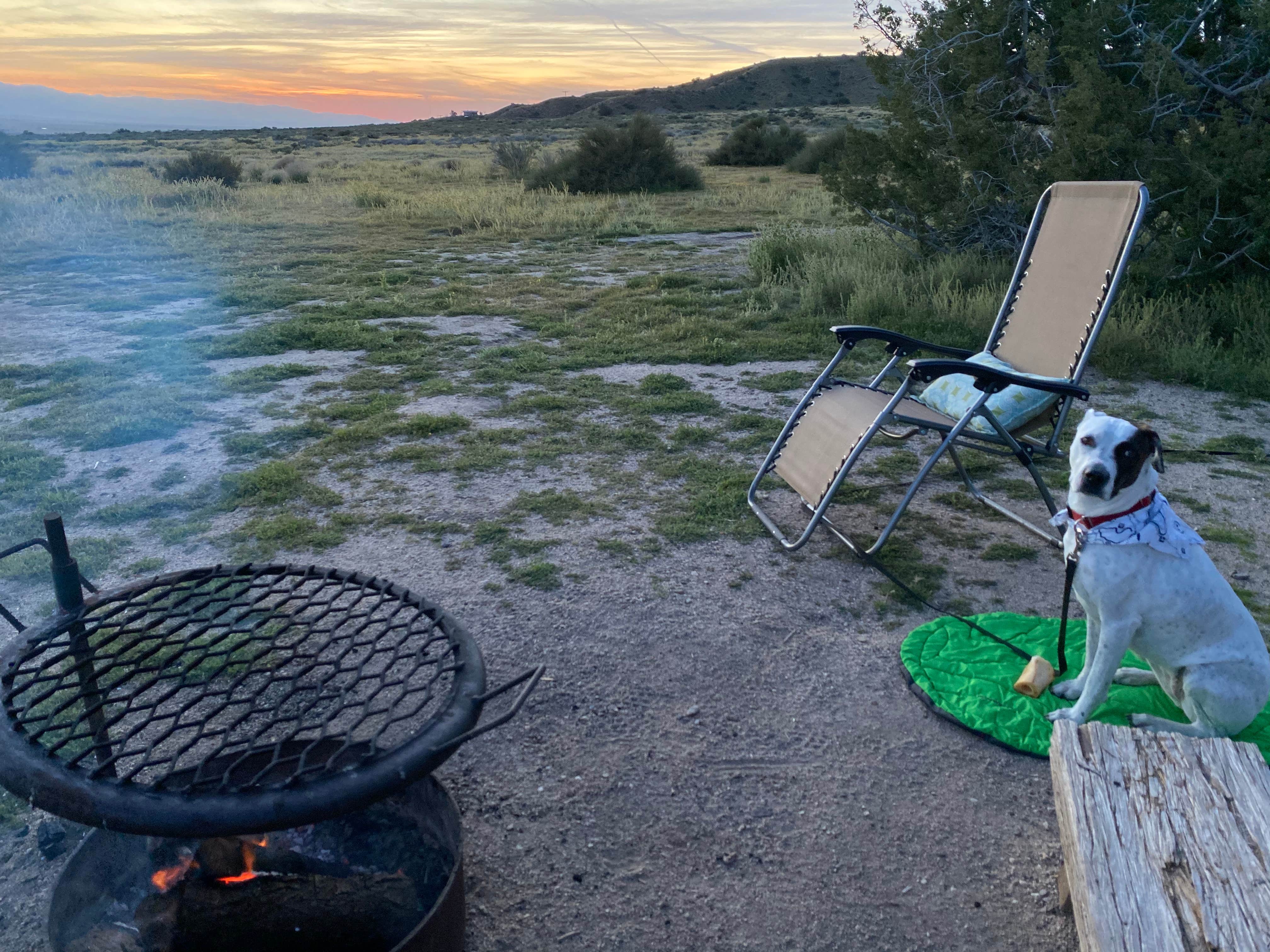 Esther Y.'s photo of camping with pets at Songdog Ranch near Frazier Park, CA