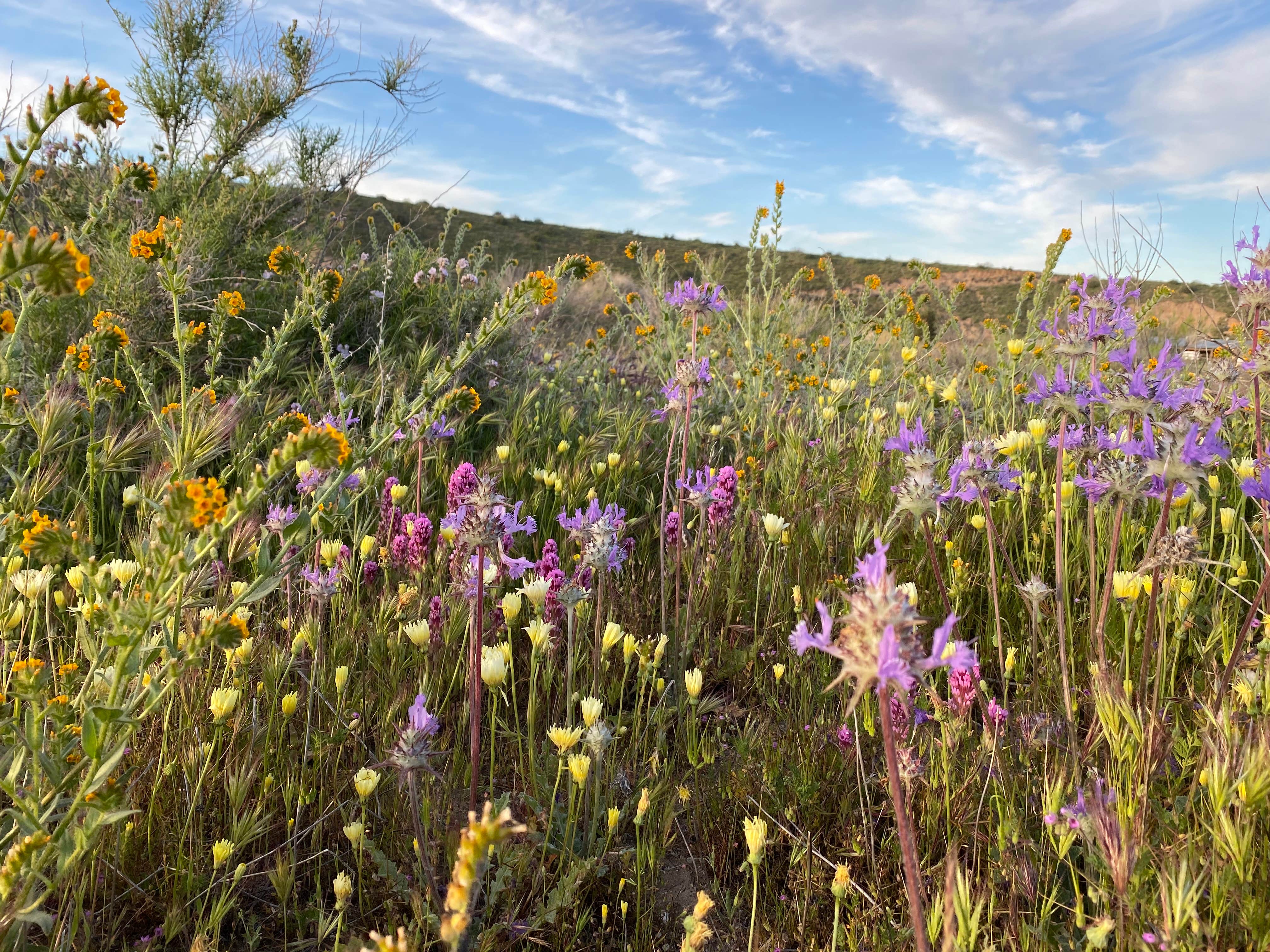 Camper-submitted photo at Songdog Ranch near New Cuyama, CA