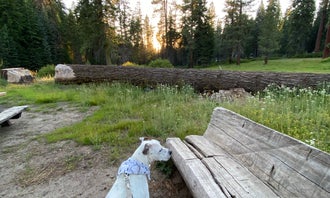 Camping near Silver Lake East- Eldorado: Quaking Aspen Campground, Markleeville, California