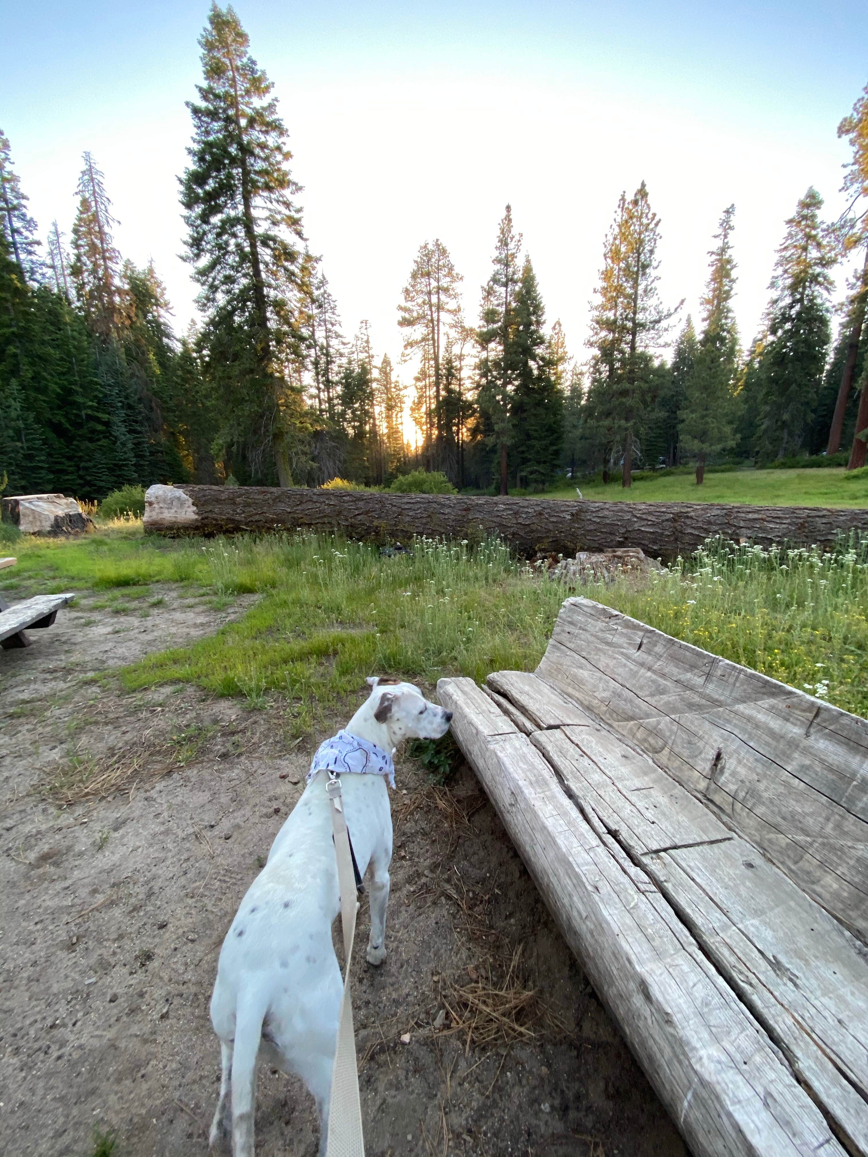 Aspen campground store