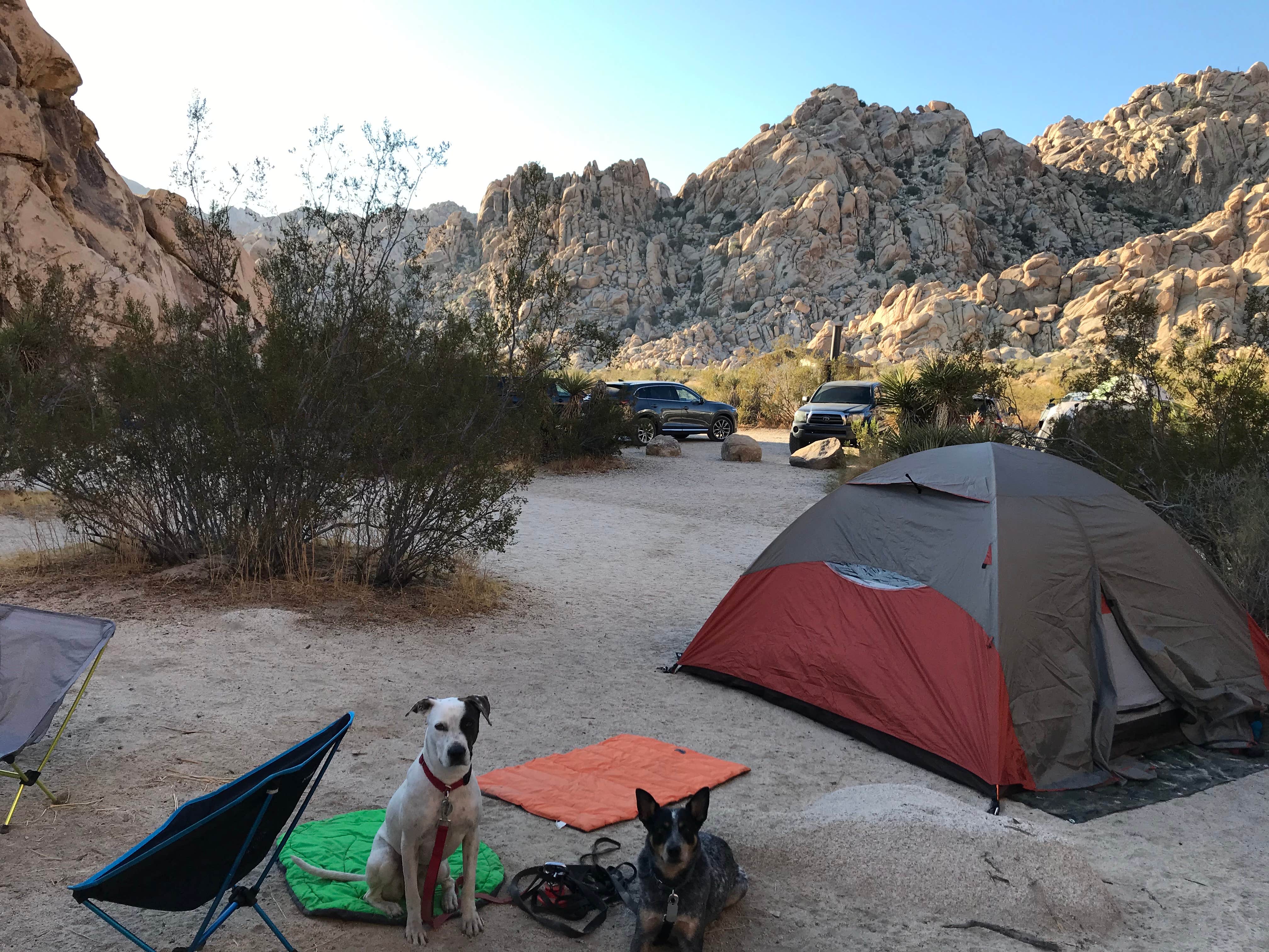 Esther Y.'s photo of camping with pets at Indian Cove Campground — Joshua Tree National Park near Joshua Tree National Park