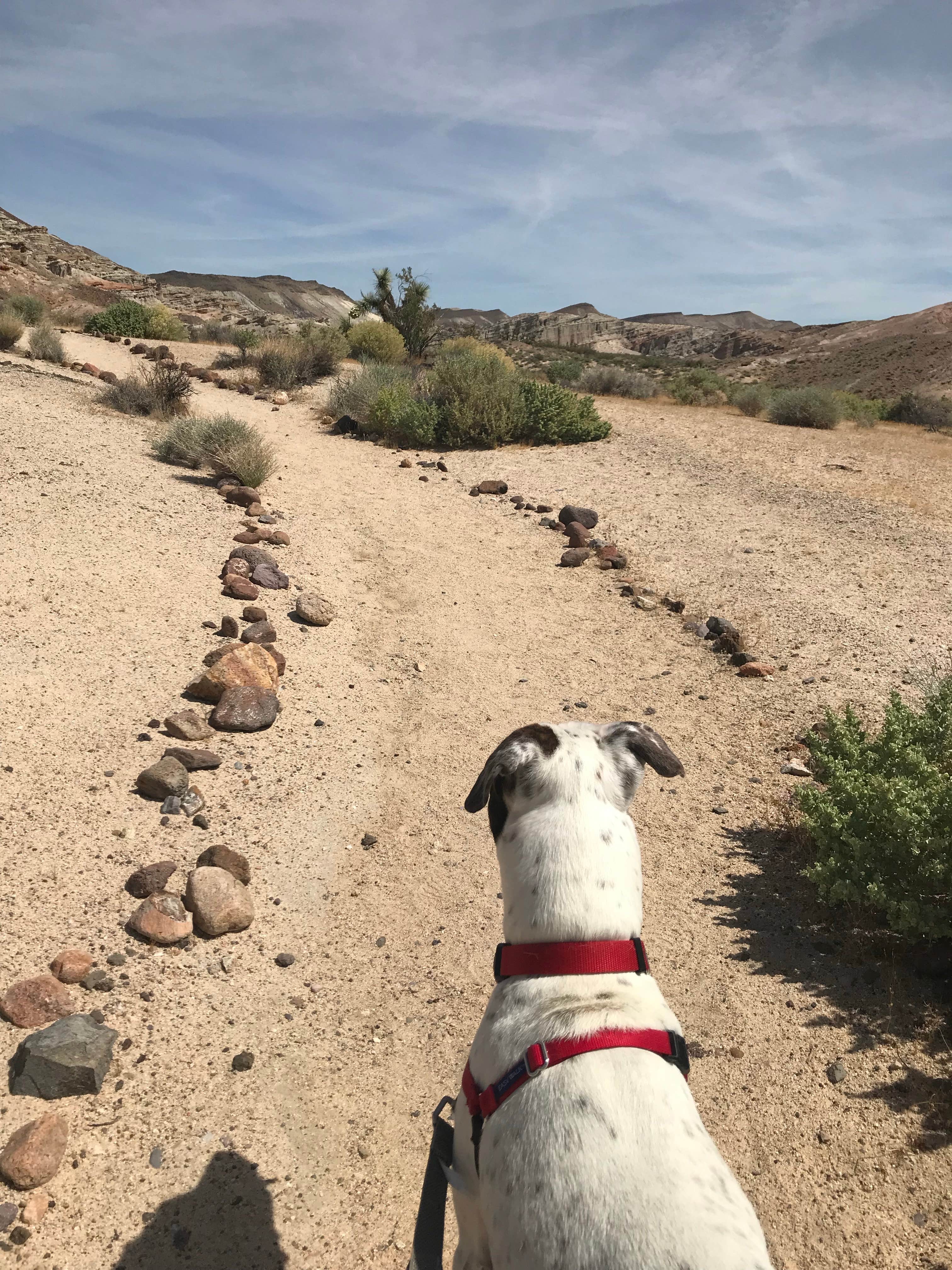 Camper-submitted photo at Ricardo Campground — Red Rock Canyon State Park near Onyx, CA