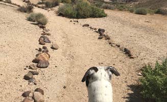 Esther Y.'s photo of camping with pets at Ricardo Campground — Red Rock Canyon State Park near Mojave, CA