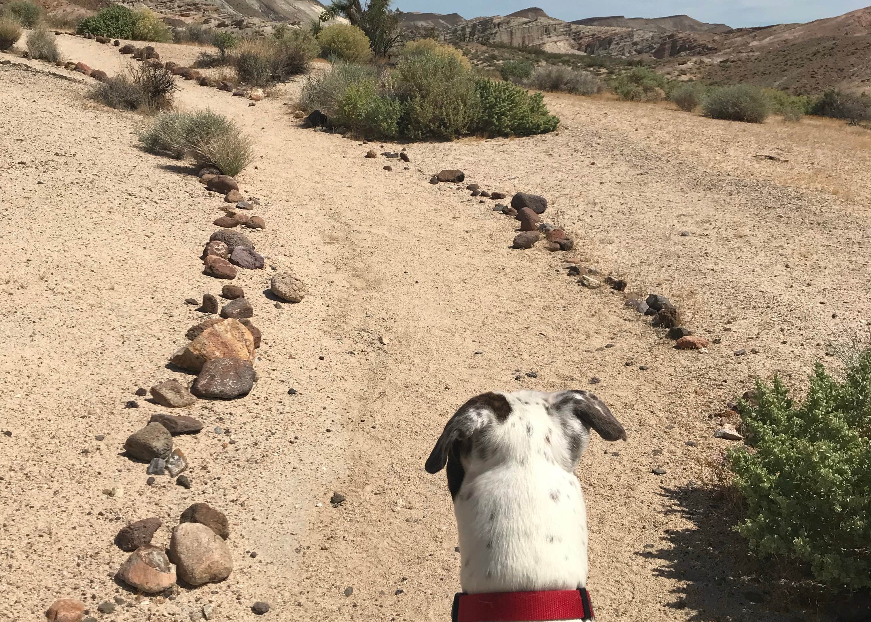 https://photos.thedyrt.com/photo/554766/media/red-rock-canyon-state-park-ricardo-campground_e808be36-2d75-4dcd-ab18-585d5973c354.heic?crop=7%3A5&auto=webp