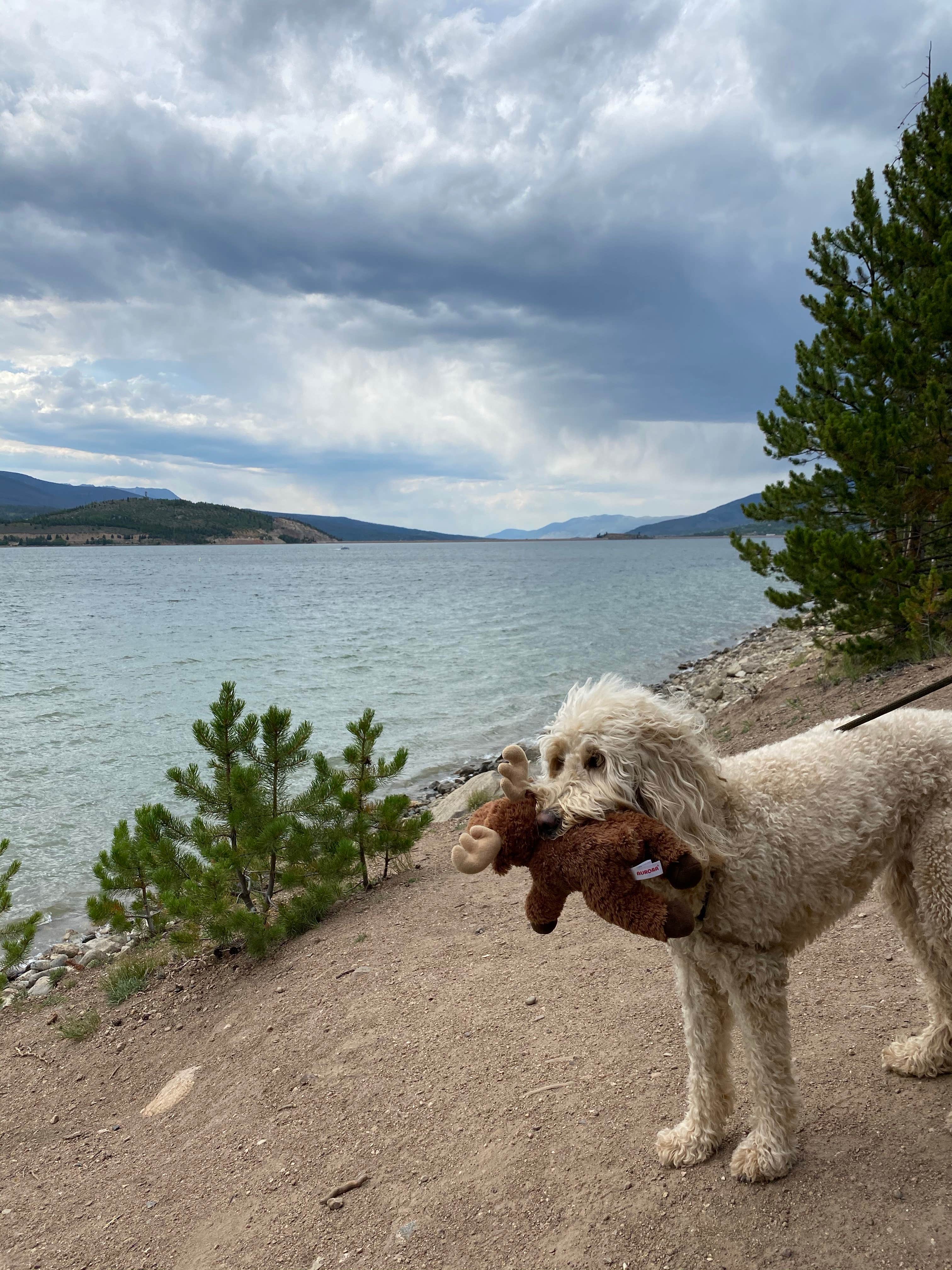 Rebeca H.'s photo of camping with pets at Prospector Campground near Silver Plume, CO